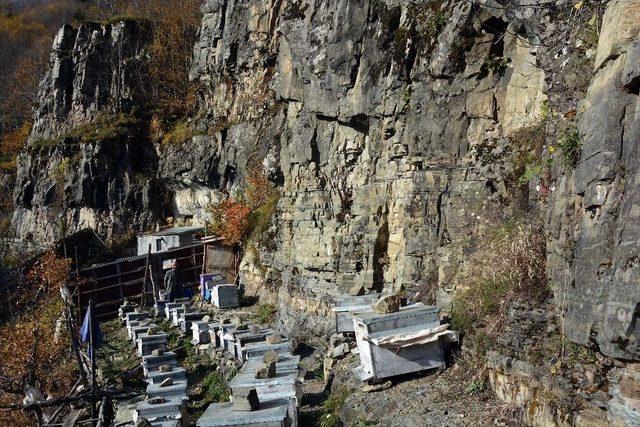 Arı Kovanlarını Ayılardan Korumak İçin Kayalıklara Taşıdı 2