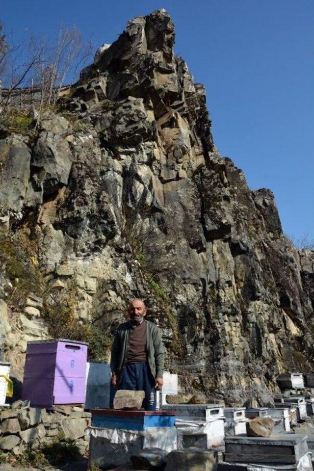 Arı Kovanlarını Ayılardan Korumak İçin Kayalıklara Taşıdı 3