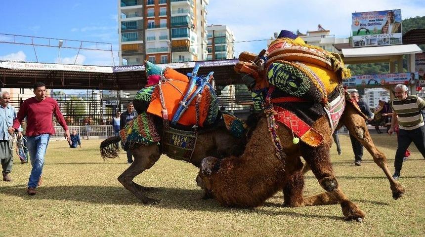Havut Giydirme Ve Daylak G&uuml;reşi Yapıldı