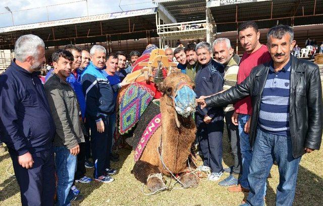 Havut Giydirme Ve Daylak Güreşi Yapıldı