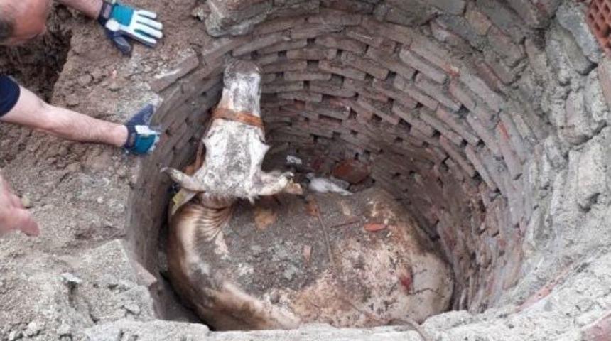 Kuyuya Düşen İneği İtfaiye Kurtardı