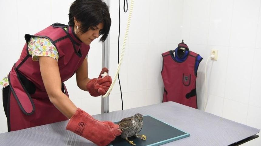 Sağlığına Kavuşan Atmaca Doğaya Bırakıldı