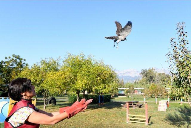 Sağlığına Kavuşan Atmaca Doğaya Bırakıldı