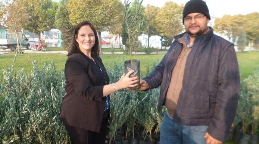 Turgutlu&rsquo;ya Zeytin Fidanı Desteği