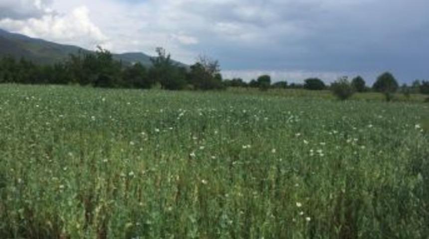 Tokat&rsquo;ta Jandarmadan Haşhaş Operasyonu