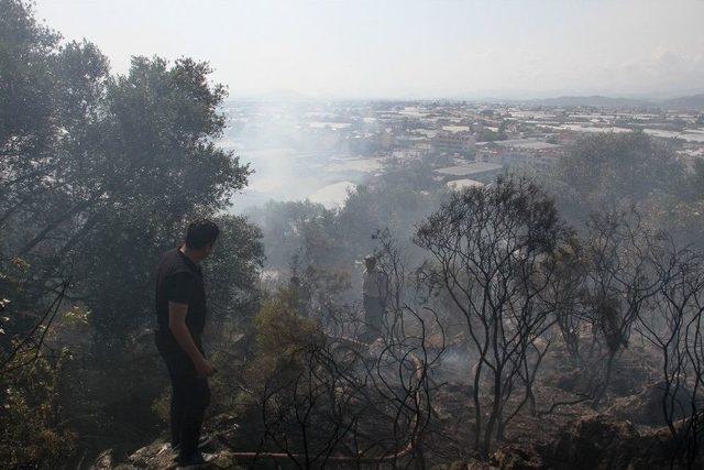 Fethiye’de Zeytinlik Alanda Yangın