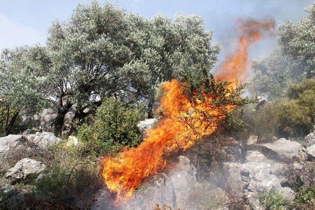 Fethiye’de Zeytinlik Alanda Yangın