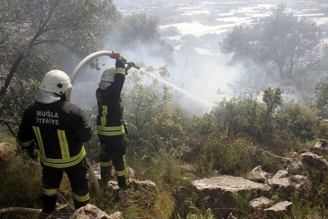 Fethiye’de Zeytinlik Alanda Yangın