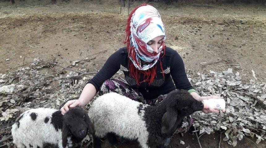 (&ouml;zel) Annesiz Kalan Kuzuları Biberonla Besliyor