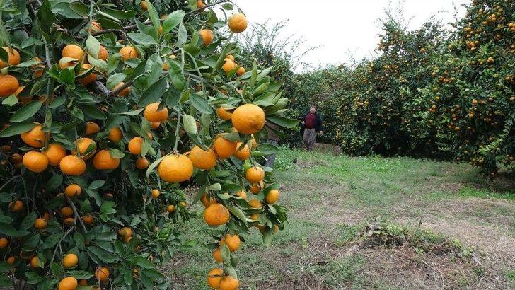 Dolu Narenciyeyi Vurdu G1