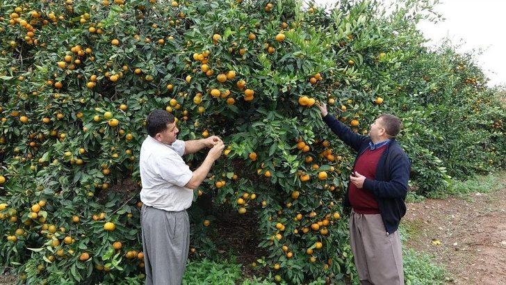 Dolu Narenciyeyi Vurdu G2