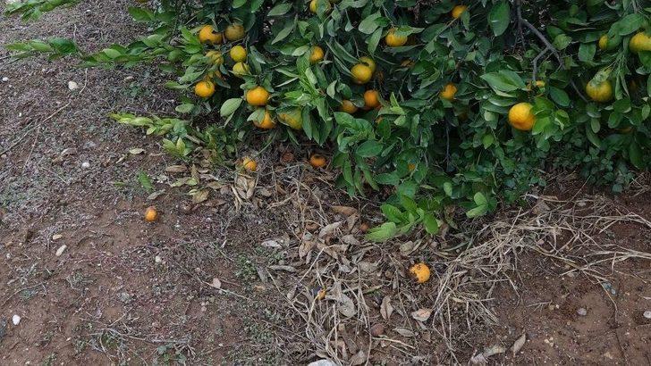 Dolu Narenciyeyi Vurdu G3