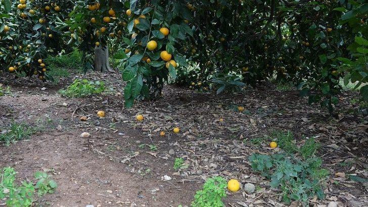 Dolu Narenciyeyi Vurdu G4