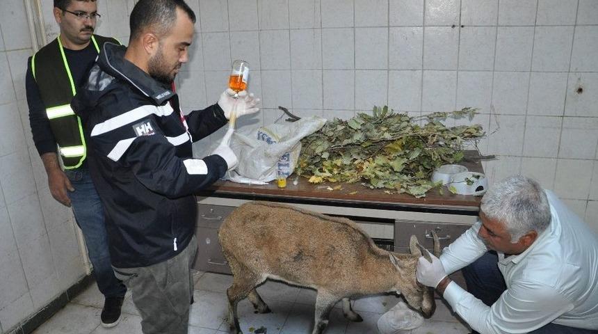 Tunceli’de Hasta Dağ Keçisi Tedavi Altına Alındı