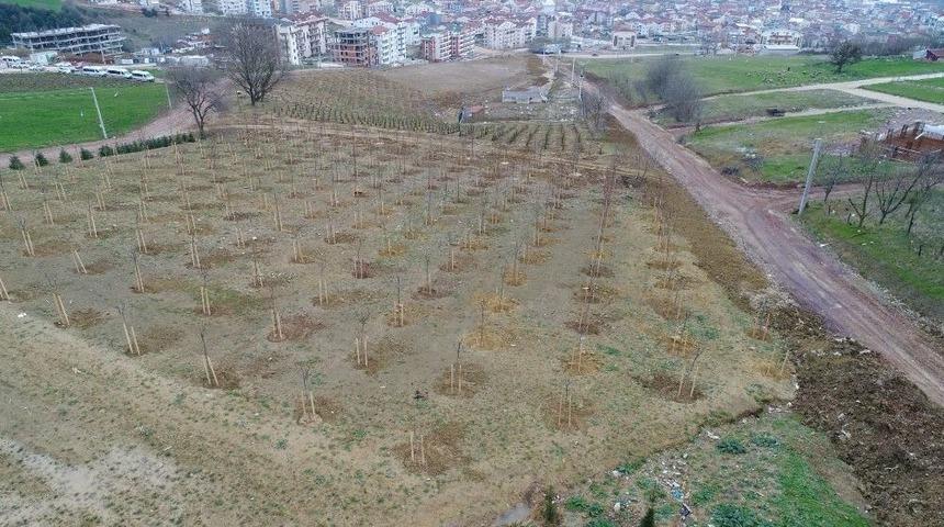 40 Bin Metrekare Alan Ağa&ccedil;landırıldı