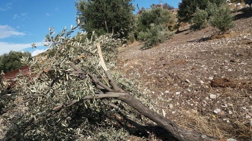 &Ccedil;eşme&rsquo;de Hortum Ağa&ccedil;ları Devirdi, &Ccedil;atıyı U&ccedil;urdu