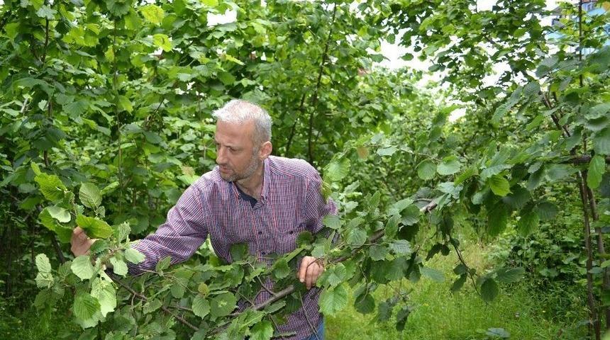 Fındıkta Düşük Rekolte Beklentisi