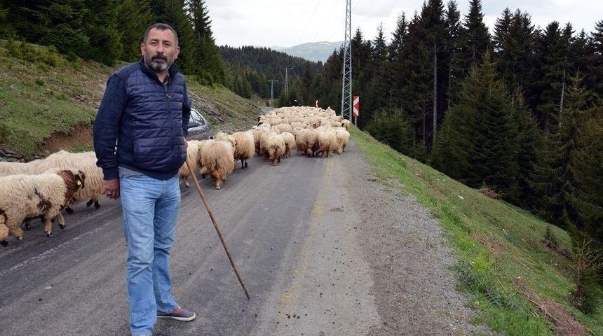Koyun S&uuml;r&uuml;leri Yayla Yollarında Uzun Kuyruklar Oluşturuyor