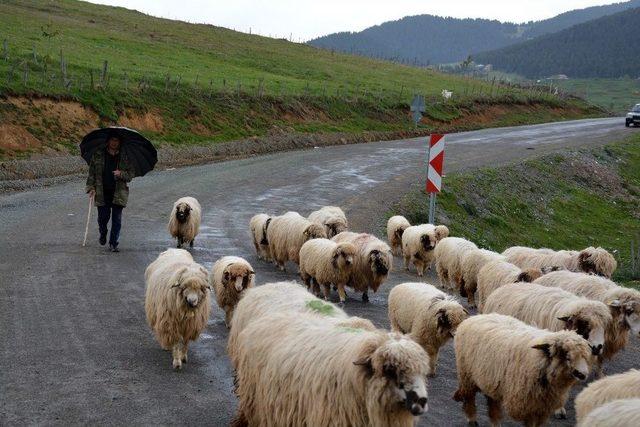 Koyun Sürüleri Yayla Yollarında Uzun Kuyruklar Oluşturuyor