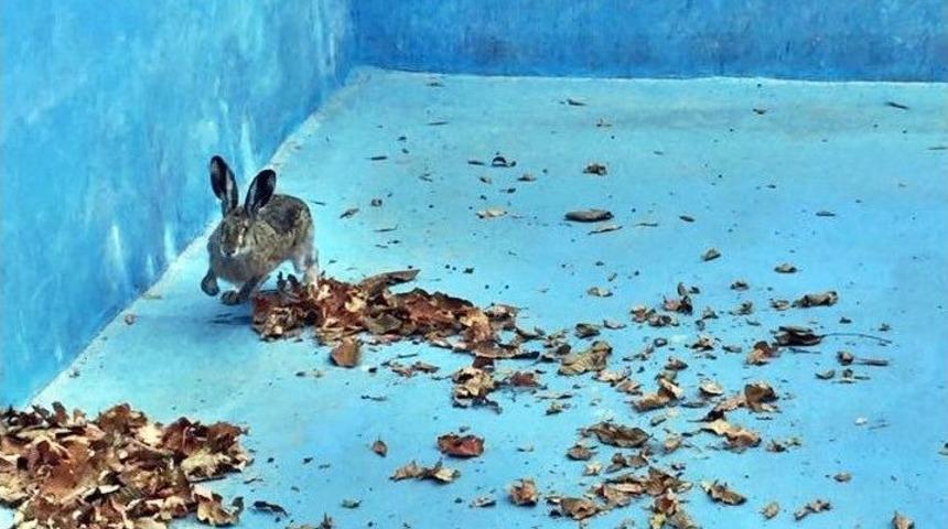 &Ouml;nce Kurtardı Sonra &Ouml;perek Doğaya Saldı