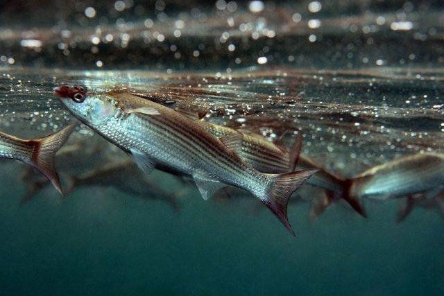 Marmara Denizi Masaya Yatırılacak 1