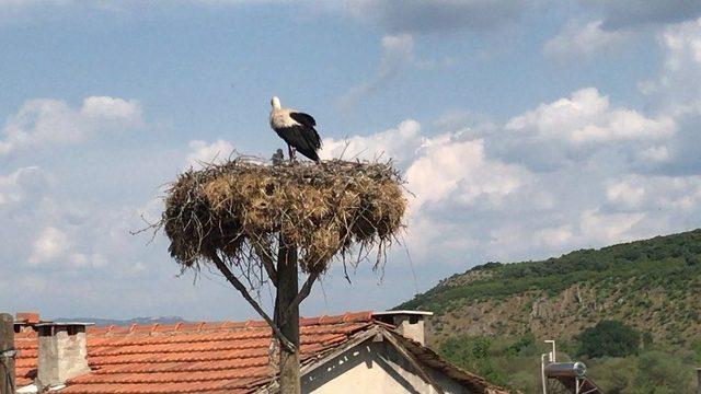 Yavru Leylekler Yumurtadan Çıktı