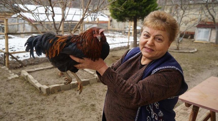 Bah&ccedil;esinde Beslediği Tavuk Horoza D&ouml;n&uuml;şt&uuml;