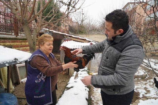 Bahçesinde Beslediği Tavuk Horoza Dönüştü