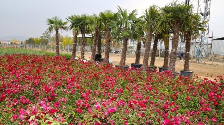 Elazığ&rsquo;da 106 Bin Ağa&ccedil; Toprakla Buluşuyor