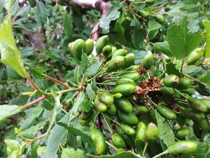 Antalya’da Meyve Üreticisini Dolu İkinci Kez Vurdu G1