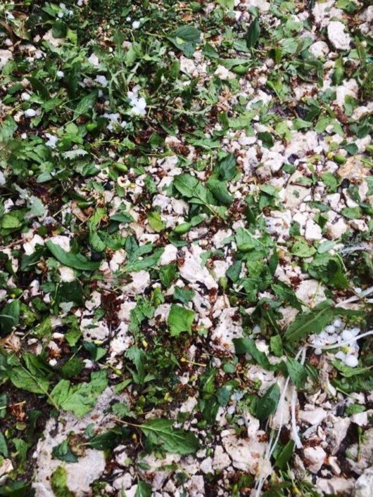 Antalya’da Meyve Üreticisini Dolu İkinci Kez Vurdu G5