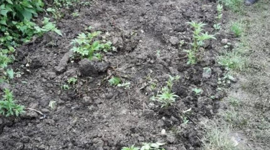 Evinin Bah&ccedil;esinde Hint Keneviri Yetiştiren Şahıs Yakalandı