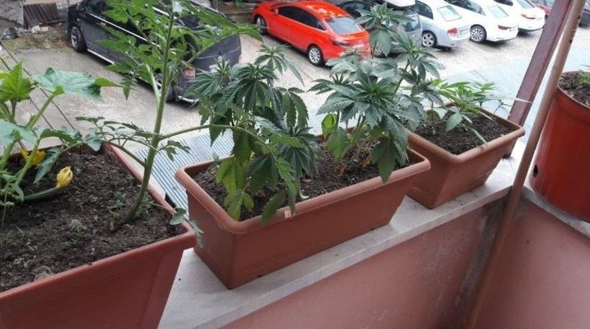 Saksıda Kenevir Yetiştirirken Yakalandı