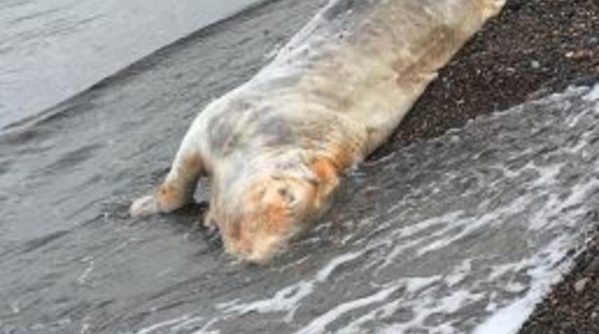 Sahile İnek &Ouml;l&uuml;s&uuml; Vurdu