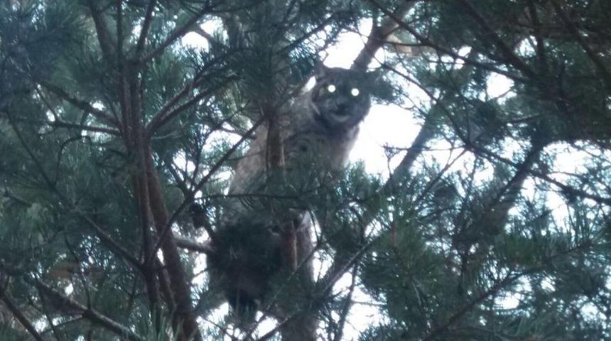 Sarıkamış&rsquo;ta, Vaşak Cep Telefonuyla G&ouml;r&uuml;nt&uuml;lendi