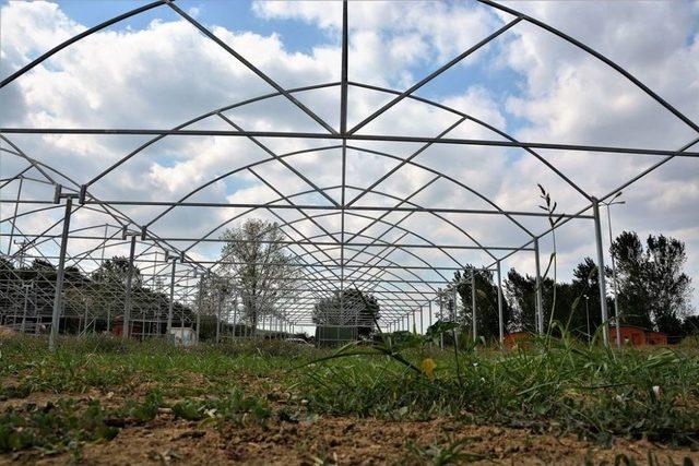 Süleymanpaşa Belediyesi Kendi Çiçeğini Üretecek 1