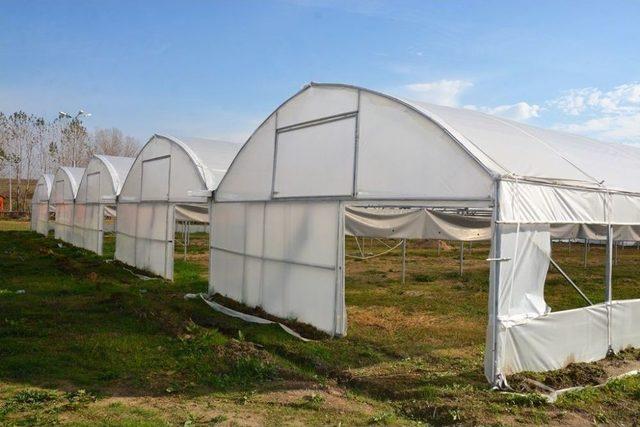 Süleymanpaşa Belediyesi Kendi Çiçeğini Üretecek 2