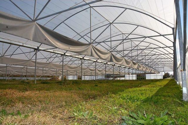 Süleymanpaşa Belediyesi Kendi Çiçeğini Üretecek 3