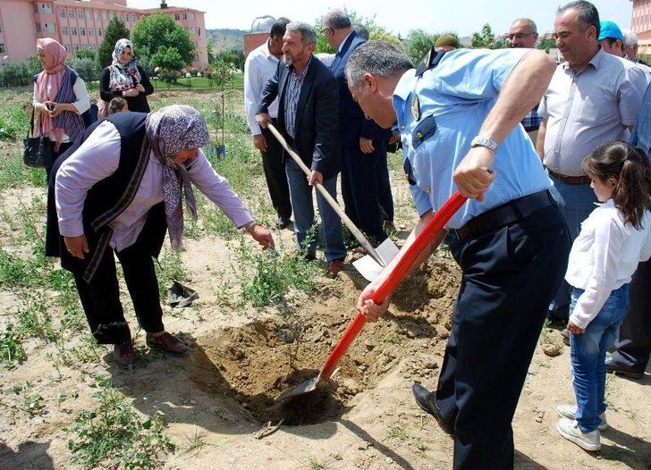 Afrin Şehitleri Anısına Zeytin Fidanı Dikildi G1