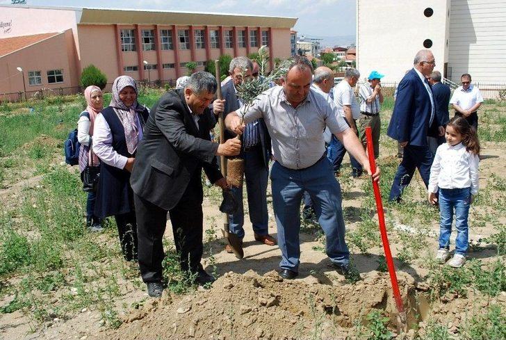 Afrin Şehitleri Anısına Zeytin Fidanı Dikildi G2