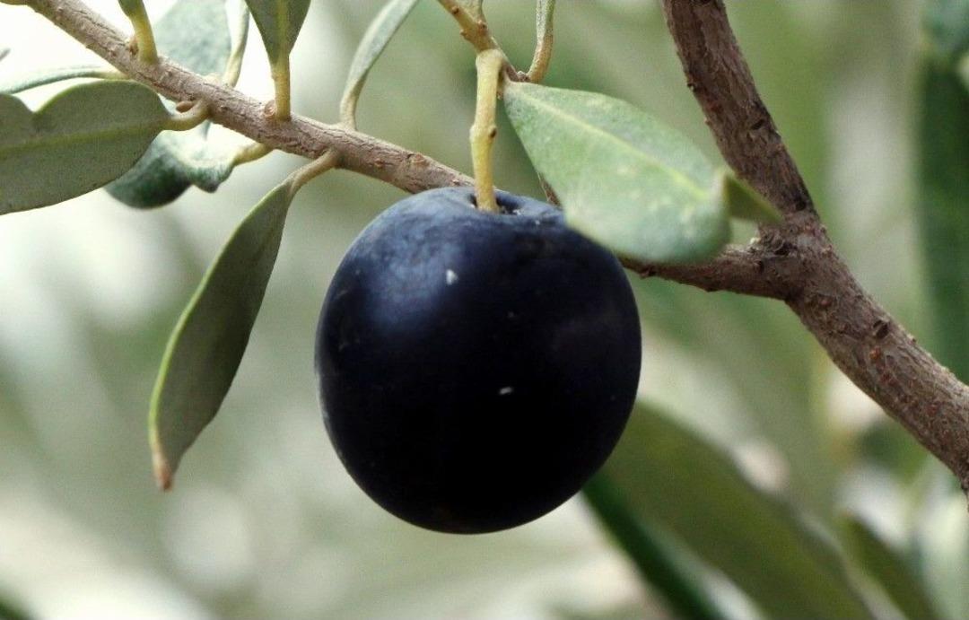 Yağışlar Zeytin Rezervlerini Dolduruyor