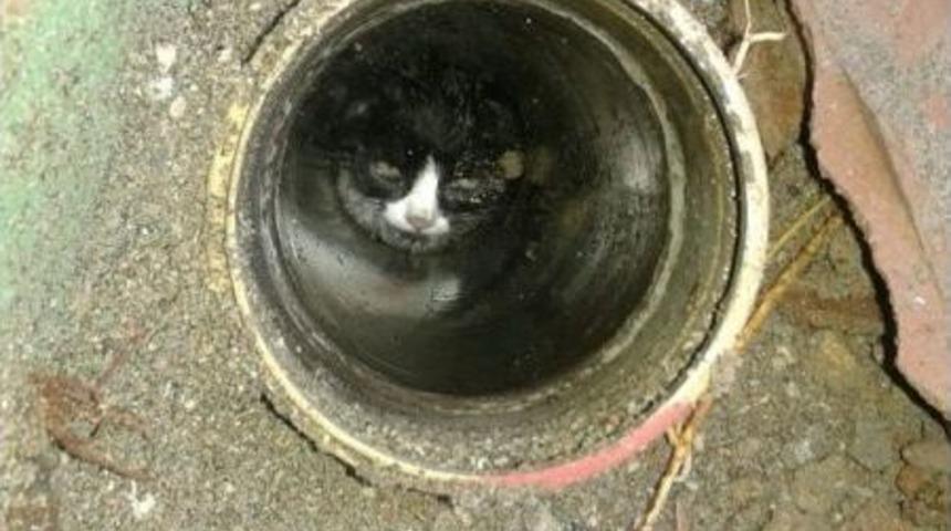 Gider Borusuna Giren Yavru Kediyi Cankur Kurtardı