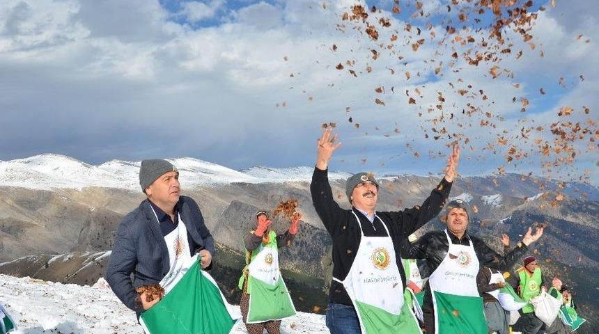 Mersin&rsquo;de Yılın İlk Sedir Tohumları Toprakla Buluştu