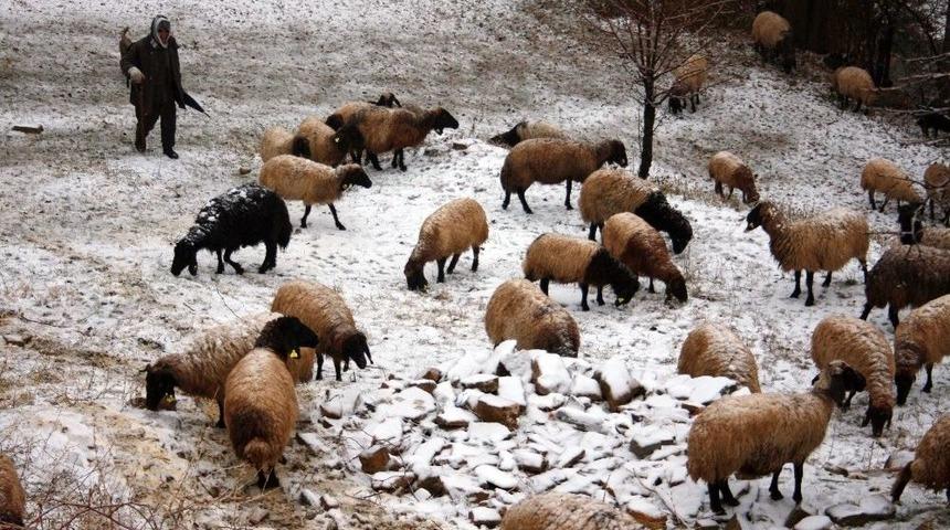 Kar Yağışından Etkilenen Koyun S&uuml;r&uuml;s&uuml; K&ouml;ye İndirildi