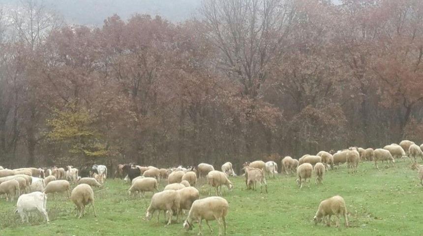 Kırklareli&rsquo;den K&ouml;rfez &Uuml;lkelerine Karkas Kıvırcık Kuzusu İhracatı