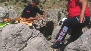 Kayalıklarda Keçi Kurtarma Operasyonu