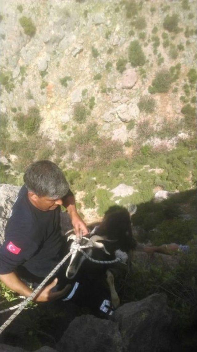 Kayalıklarda Keçi Kurtarma Operasyonu