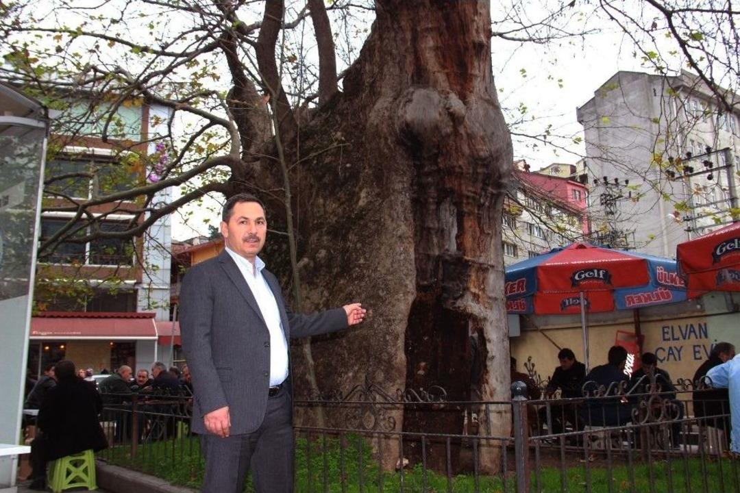 570 Yıllık Fetih &Ccedil;ınarları Betonlaşmadan Kurtarılıyor