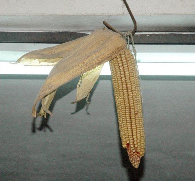 25 Yıldır Bakkalın Tavanını S&uuml;sl&uuml;yor 1