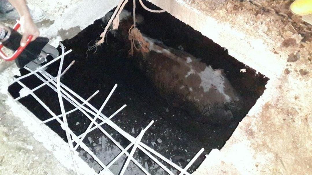 Foseptik &Ccedil;ukuruna D&uuml;şen Hamile İnek, 4 Saatte Kurtarıldı